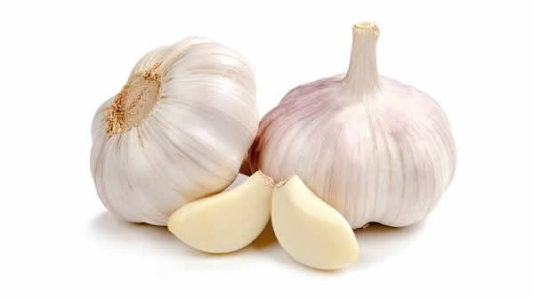 Garlic