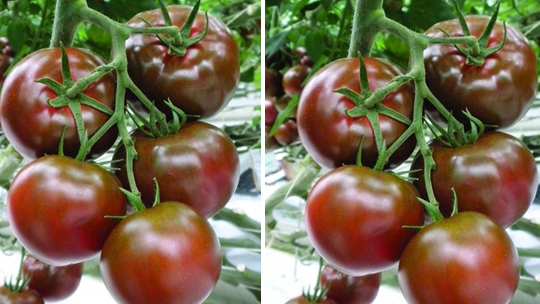 CIKO TOMATOES 